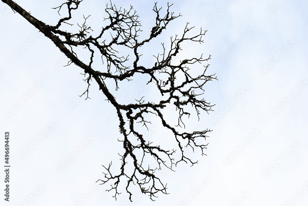 Branches of an old tree covered with lichen, without leaves, in winter. Seen from below Branches of an old tree covered with lichen, without leaves, in winter. Seen from below