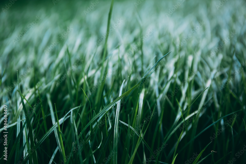 Green lush lawn background. Close-up side view. Field of dense grass in perspective. Garden care. Video footage hd. Healthy plant cover. Natural wallpaper. Freshness. Summer season. Windy weather Green lush lawn background. Close-up side view. Field of dense grass in perspective. Garden care. Video footage hd. Healthy plant cover. Natural wallpaper. Freshness. Summer season. Windy weather
