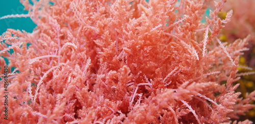 Asparagopsis armata, Harpoon weed red alga close-up, underwater in the Atlantic ocean, Spain