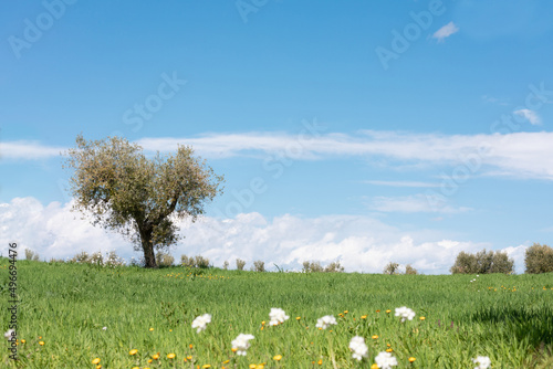 Tipico scorcio mediterraneo con prato e alberi di ulivo e cielo azzurro photo