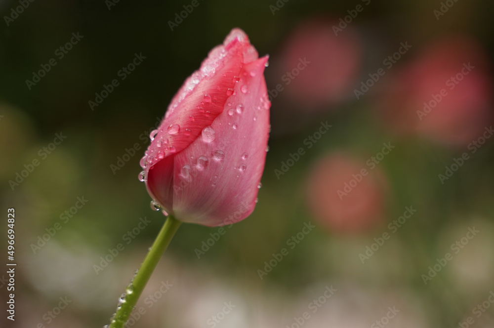 A pink tulip covered with water drops and some ice A pink tulip covered with water drops and some ice