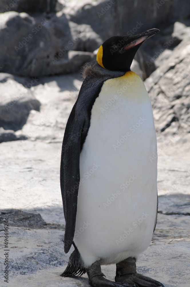 Obraz premium ぼー