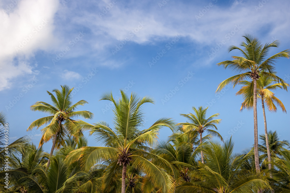 Beach summer vacation holidays background with coconut palm trees and blue sky with white clouds