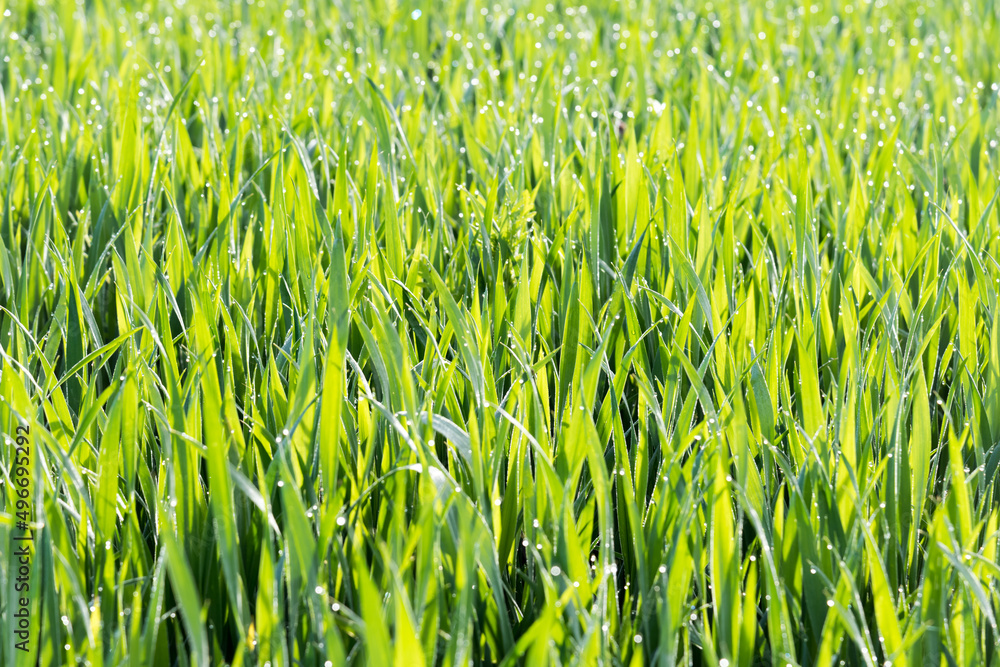 Fresh green stalks with water droplets on the tips Fresh green stalks with water droplets on the tips