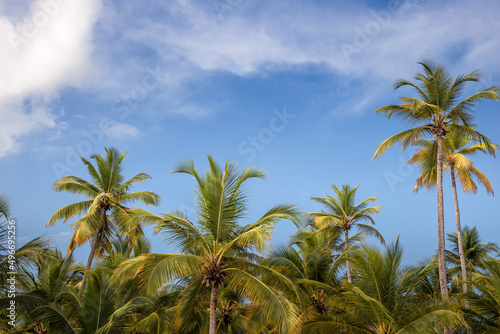 Beach summer vacation holidays background with coconut palm trees and blue sky with white clouds