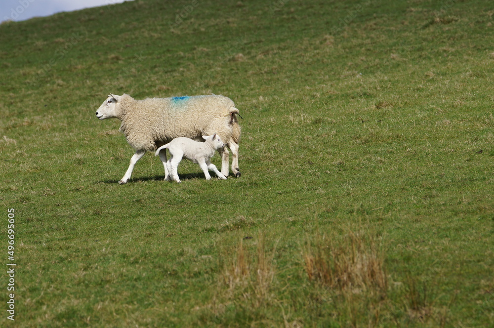 Obraz premium Sheep and Lamb, Leeds Liverpool Canal at Bank Newton, Craven District, North Yorkshire, England