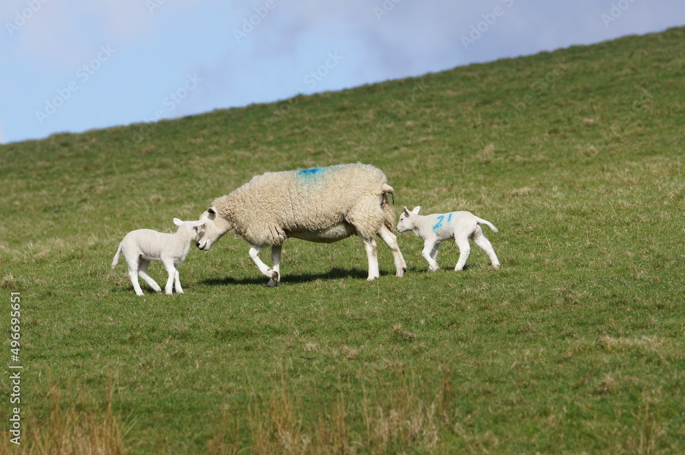 Sheep and Lambs, Leeds Liverpool Canal at Bank Newton, Craven District, North Yorkshire, England