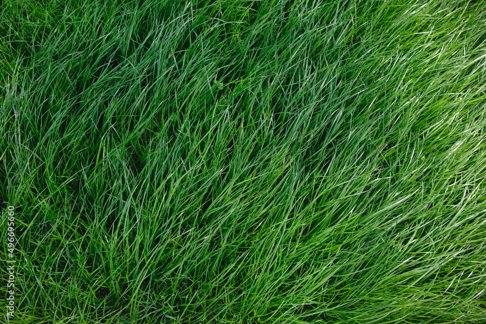 Close-up side view of a green lush lawn background. Dense grass scene. Maintenance and fertilization of the garden. Video footage hd. Healthy plant cover. Natural wallpaper. Freshness. Summer season Close-up side view of a green lush lawn background. Dense grass scene. Maintenance and fertilization of the garden. Video footage hd. Healthy plant cover. Natural wallpaper. Freshness. Summer season