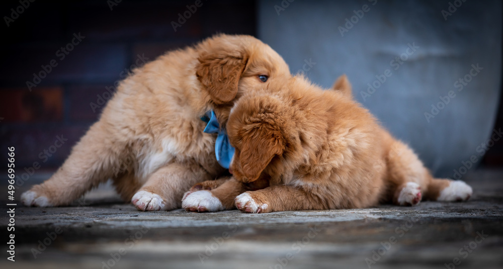 Fototapeta premium NOVA SCOTIA DUCK TOLLING RETRIEVER photo session