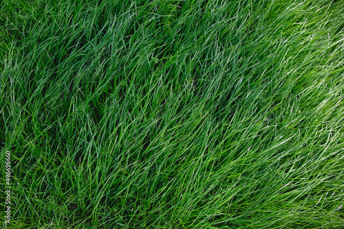 Close-up side view of a green lush lawn background. Dense grass scene. Maintenance and fertilization of the garden. Video footage hd. Healthy plant cover. Natural wallpaper. Freshness. Summer season
