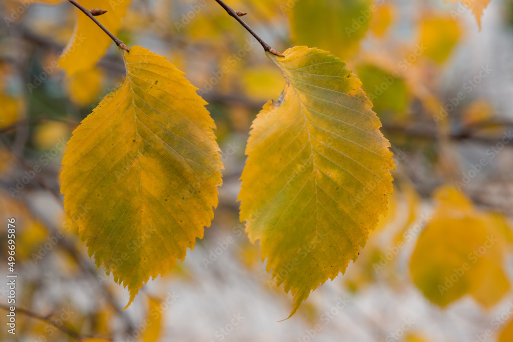 yellow-green autumn leaves on branches and trees are very beautiful in different sizes and shades of flowers yellow-green autumn leaves on branches and trees are very beautiful in different sizes and shades of flowers