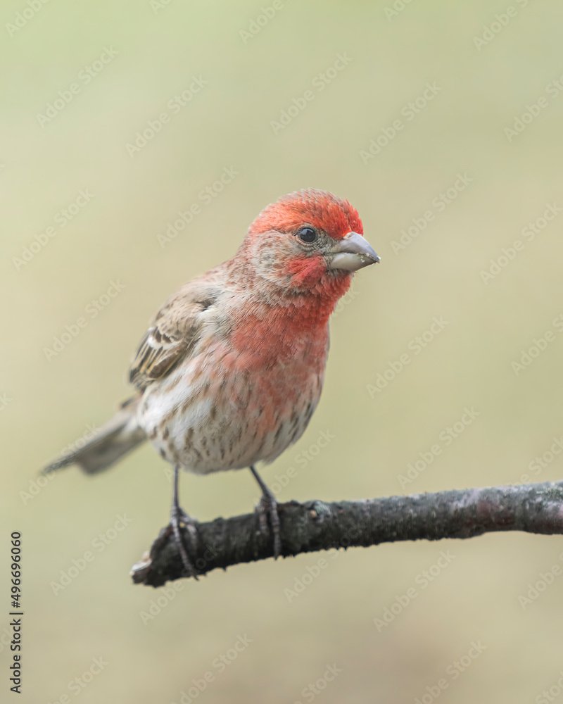 House Finch Close up On Stick House Finch Close up On Stick