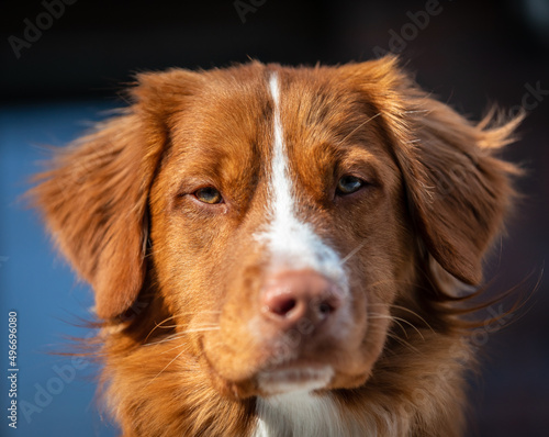 NOVA SCOTIA DUCK TOLLING RETRIEVER photo session