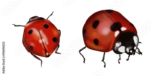 Watercolor ladybug. Realistic illustration on a white background