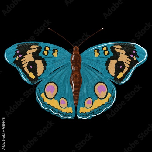 Junonia Orithya photo