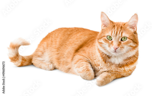 ginger cat lies on a white isolated background