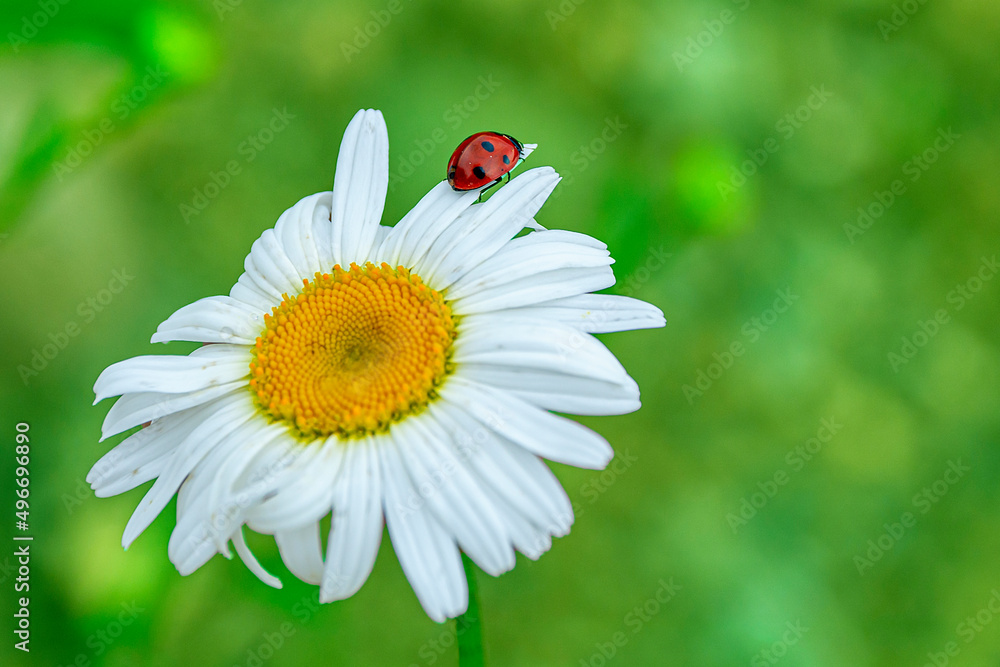 Ladybug on a beautiful chamomile flower on a green meadow. Natural nature. Ecology and cleanliness concept.