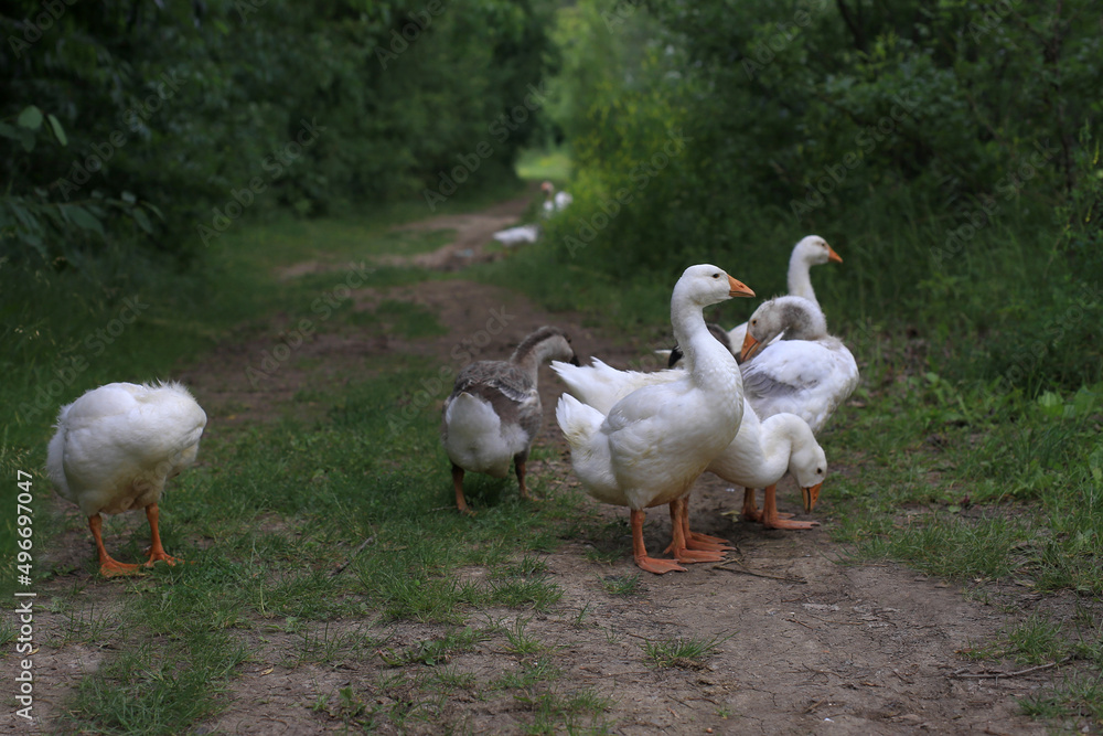 geese on a forest path stroll near the lake