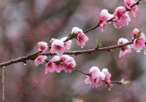 Snow on Peach blossoms