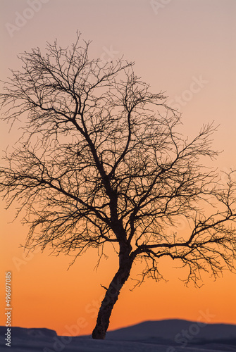 Birch tree in the sunset