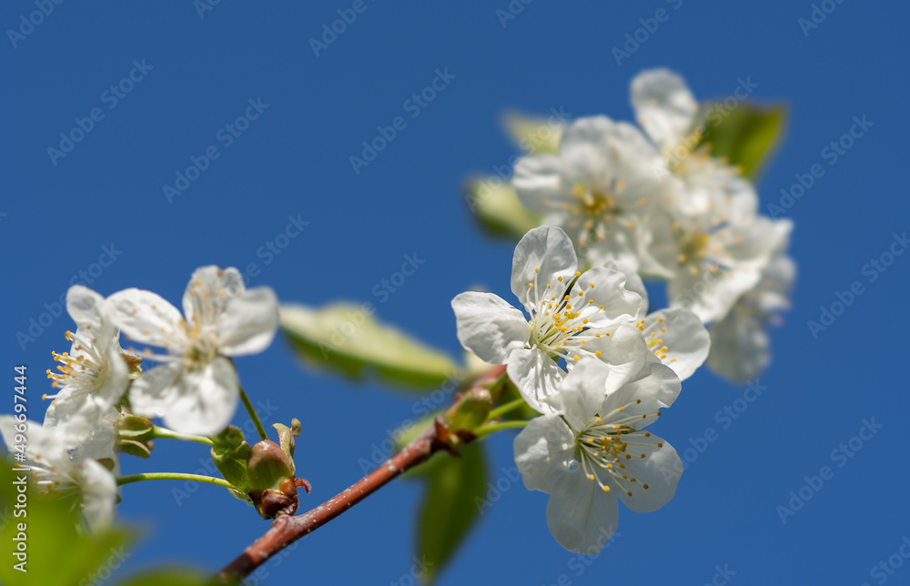 A blooming cherry branch with beautiful white flowers against a bright blue sky A blooming cherry branch with beautiful white flowers against a bright blue sky