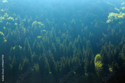 Tops of coniferous trees illuminated by sunlight in mountain pine forest, nature background © okostia