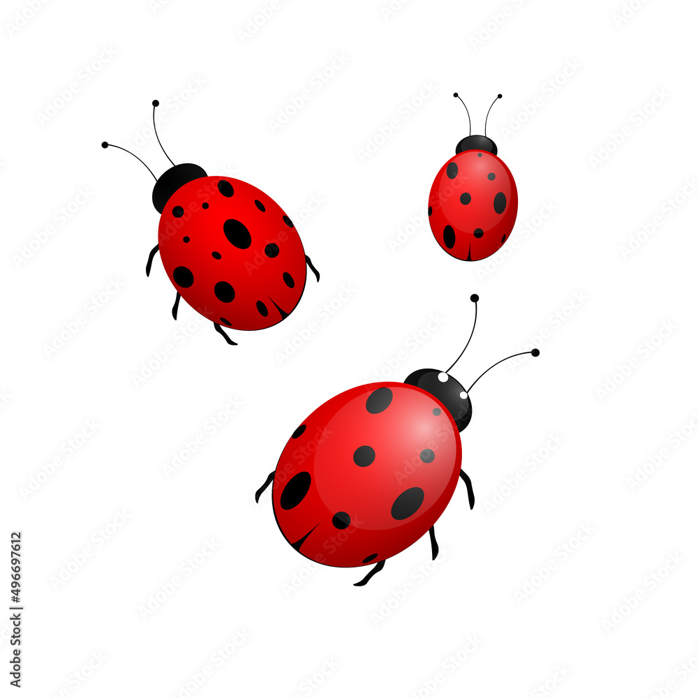 Fototapeta premium Set ladybug or ladybird red and black. Vector illustration isolated on white background