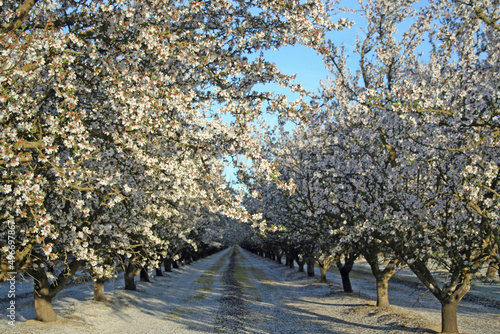 Almond Trees in Bloom