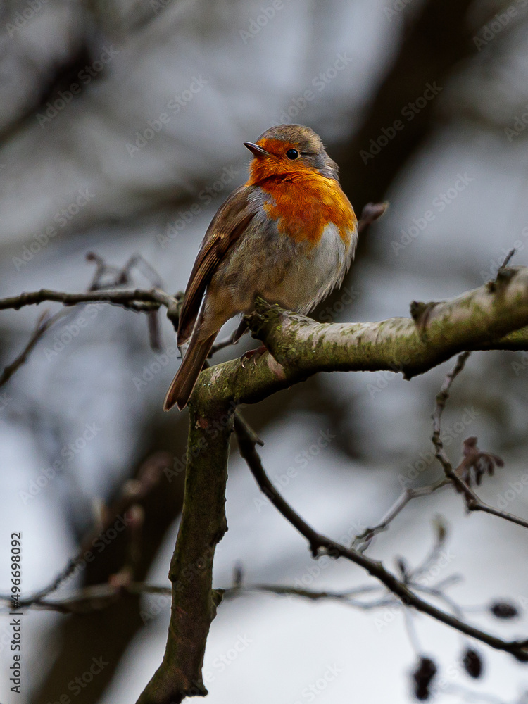 Fototapeta premium Rotkehlchen