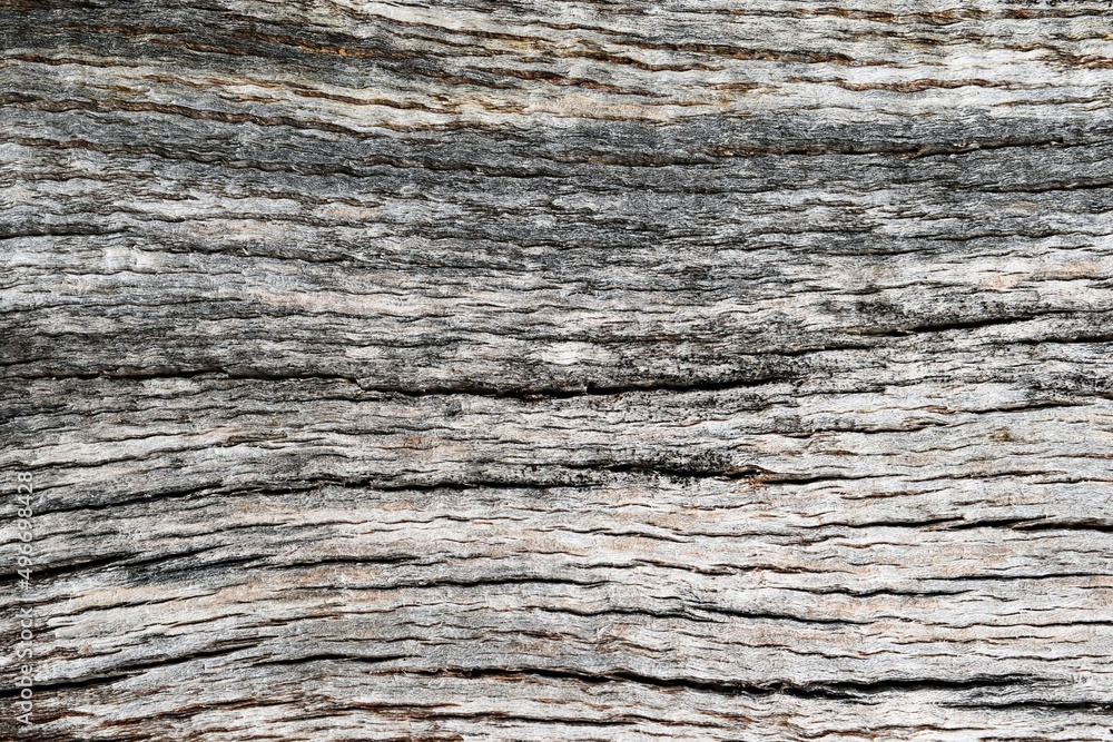 Tree trunk close up, natural background, texture Tree trunk close up, natural background, texture