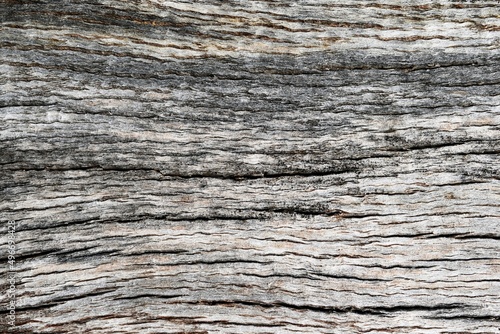 Tree trunk close up, natural background, texture