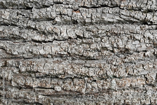 Tree bark texture close up, natural background