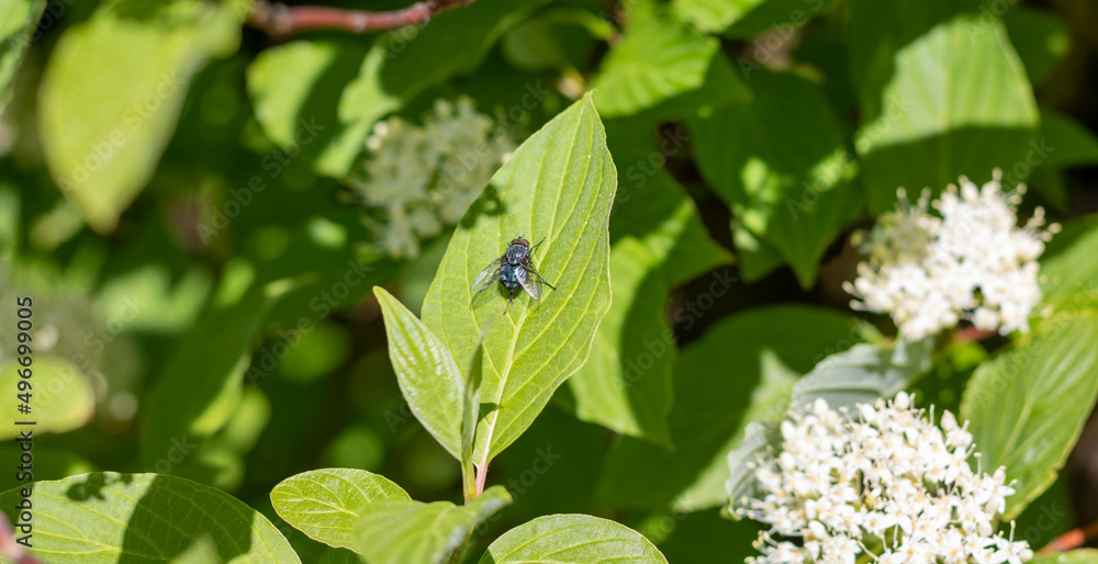 An ordinary blue fly sits on a green leaf close-up An ordinary blue fly sits on a green leaf close-up