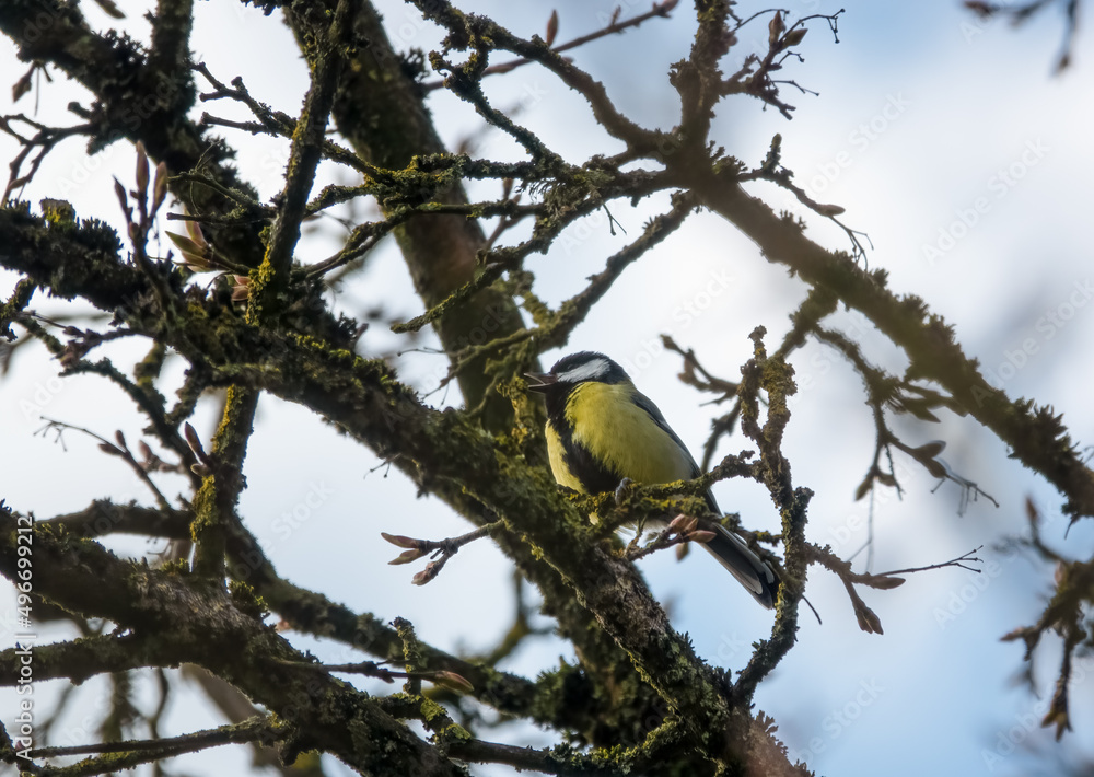 Fototapeta premium a great tit (Parus major) feeds amongst winter branches