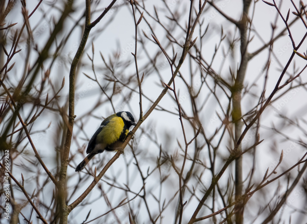 Naklejka premium a great tit (Parus major) feeds amongst winter branches