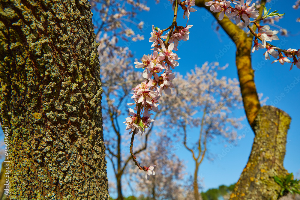 Fototapeta premium Cherry blossom tree with clear sky. White and pink flowers of cherry and almond trees. Resource for matte painting.