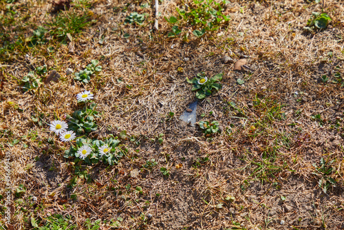 Dry grass and soil with four white flowers growing. Resource for matte painting.