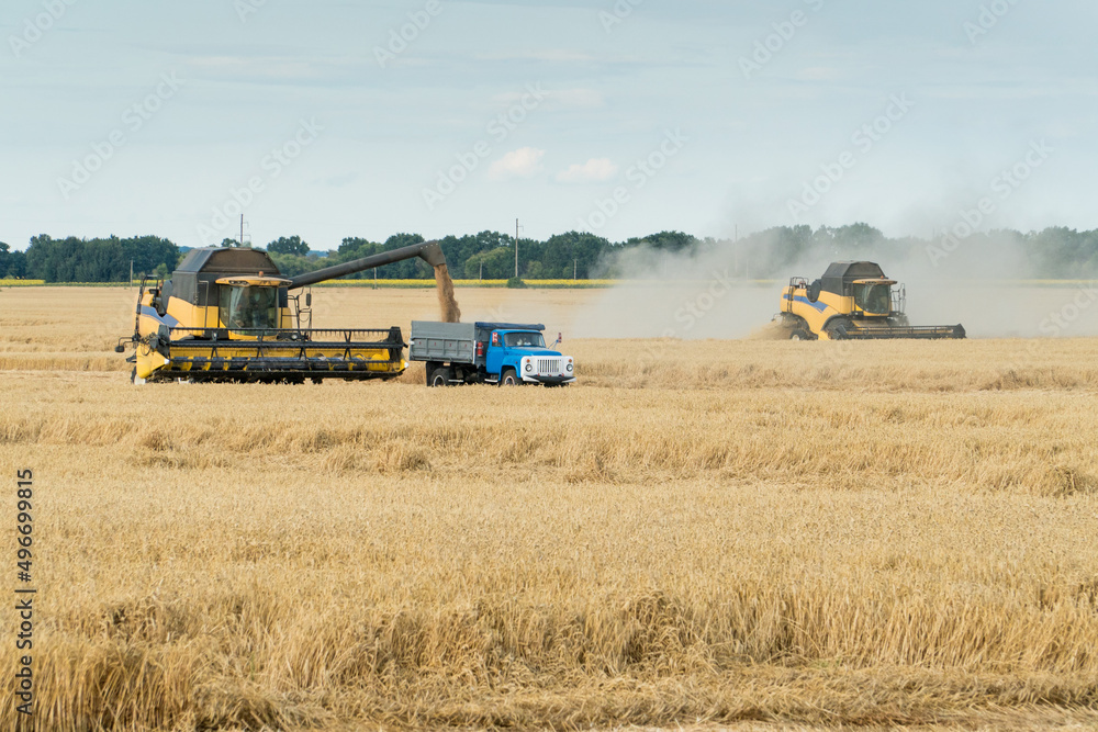 Obraz premium Combine harvesting wheat field on a falmland.