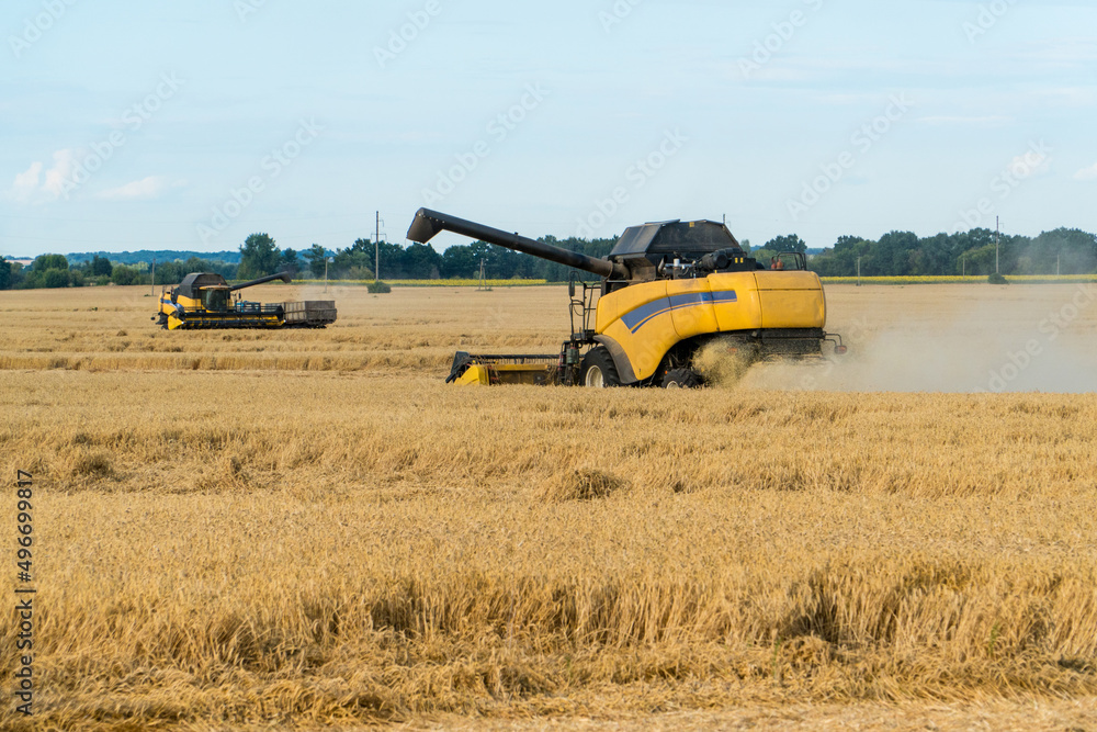 Fototapeta premium Combine harvesting wheat field on a falmland.