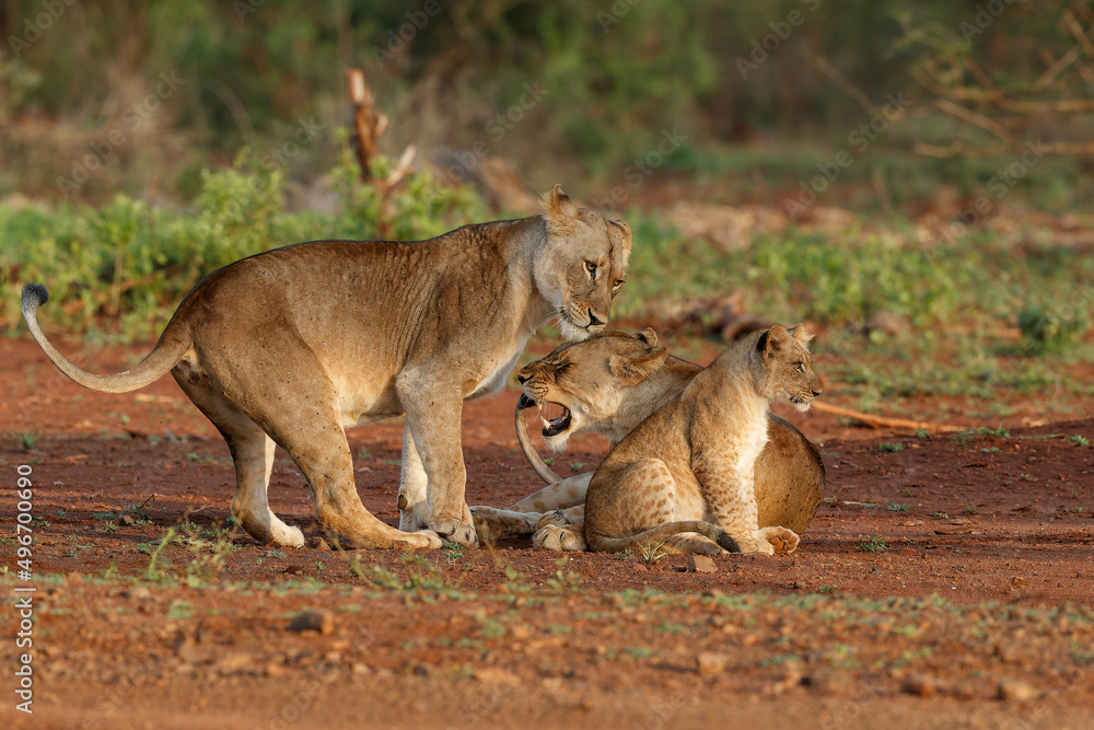Lioness staying together with her playful cub in Zimanga Game Reserve near the city of Mkuze in South Africa Lioness staying together with her playful cub in Zimanga Game Reserve near the city of Mkuze in South Africa