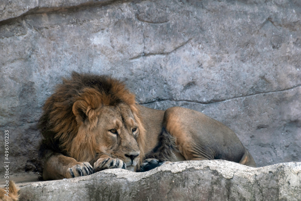 Naklejka premium Lion Lying on Rocks