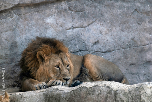 Lion Lying on Rocks