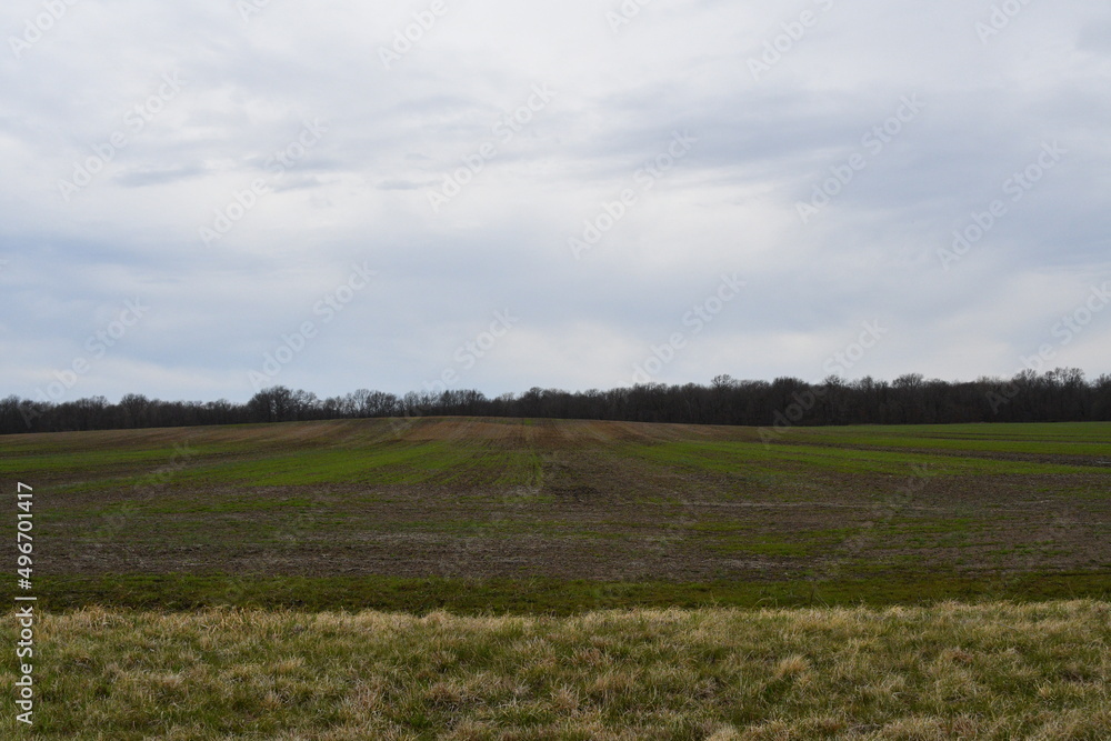 Fototapeta premium Plants in a Farm Field