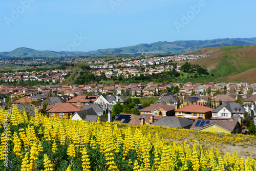 Scenic view of golden lupine field on hillside. Background blurred view upscale residential suburban neighborhood on rolling hills in San Ramon, California
