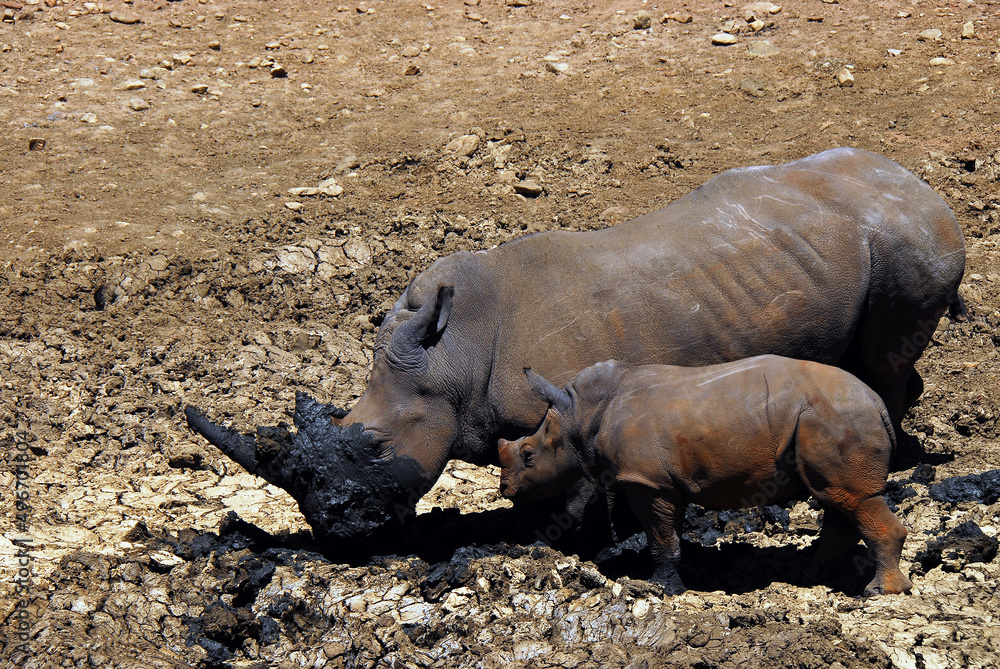 Fototapeta premium Africa- A Mother Rhino Showing Calf How to Dig a Mud Bath