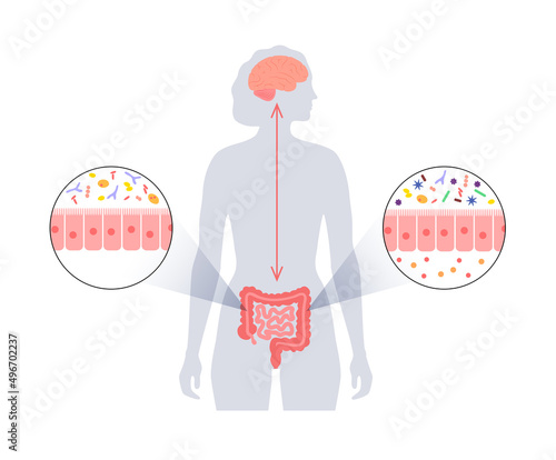 Gut brain connection