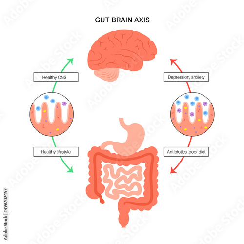 Gut brain connection