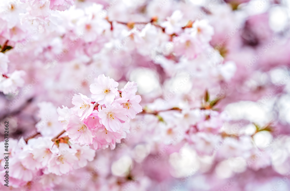 Beautiful pink blooming sakura branch. Natural floral background. Spring season