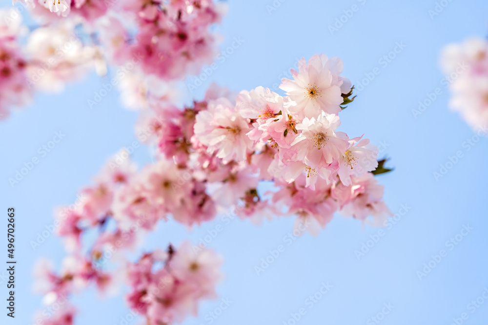 Pink cherry blossom branch at blue sky background at springtime. Beautiful blooming sakura flowers