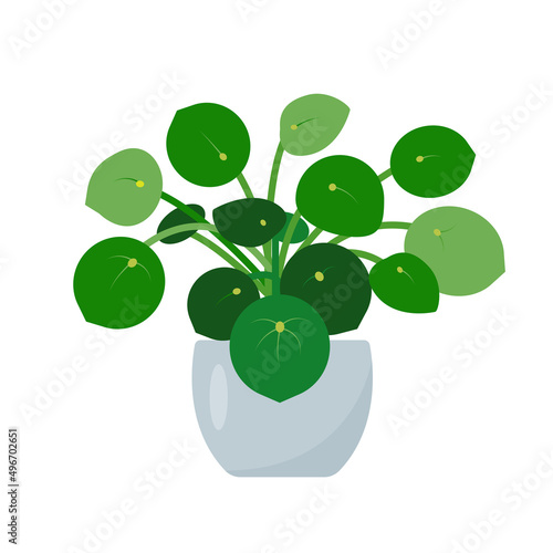 Chinese Money tree. Decorative house plant in ceramic flower pot isolated on white background. Flat or cartoon icon vector illustration for home decor and botanical design.